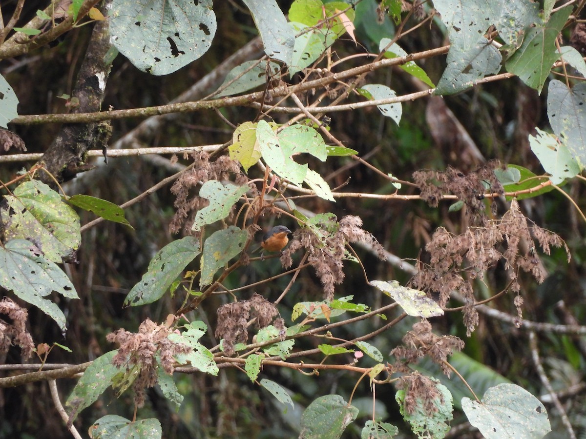 Rufous-crested Tanager - ML643334590
