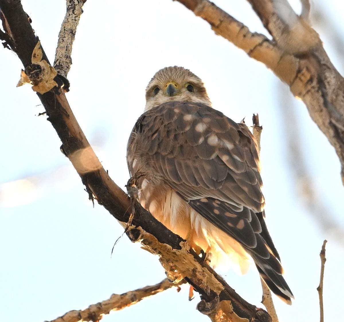 Merlin - ML643334592