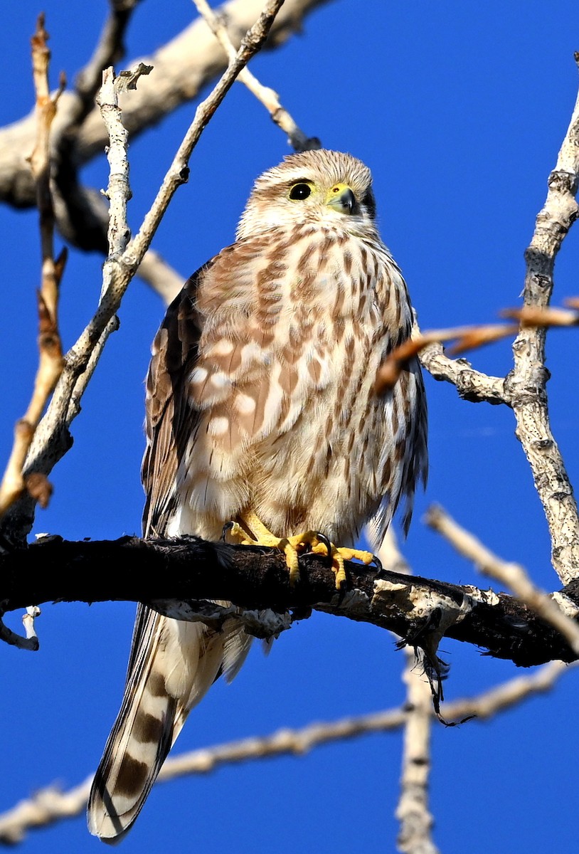 Merlin - ML643334594