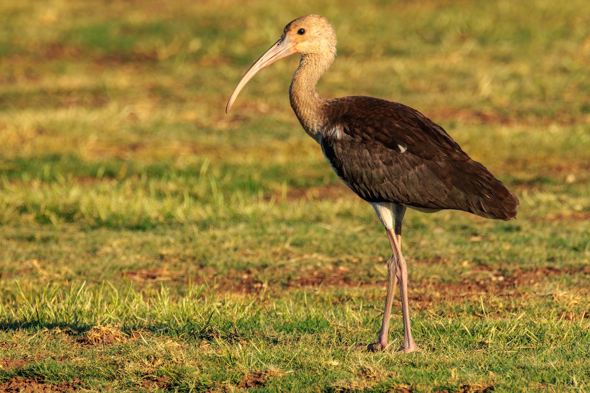 White Ibis - ML643334600