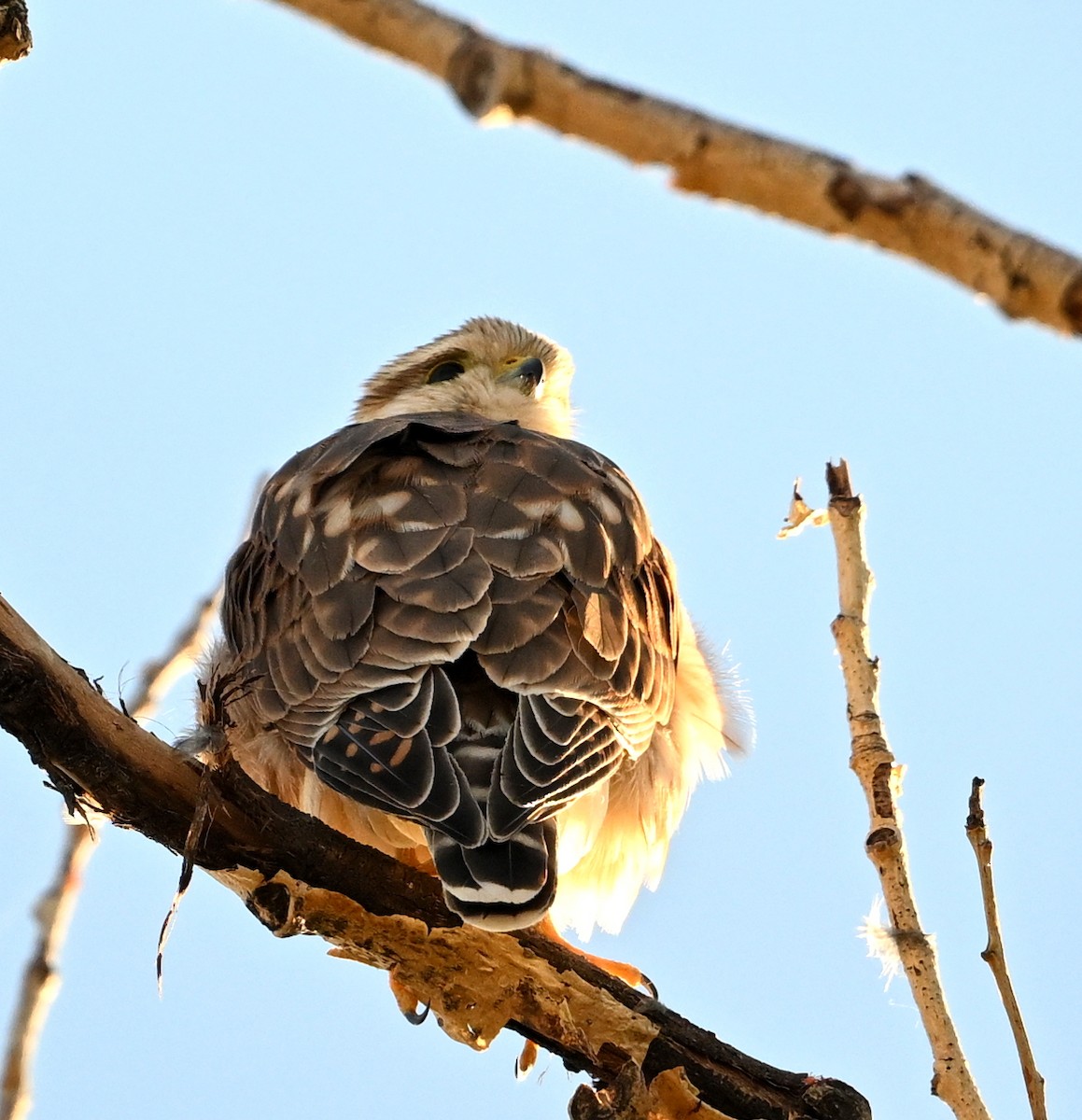 Merlin - ML643334607
