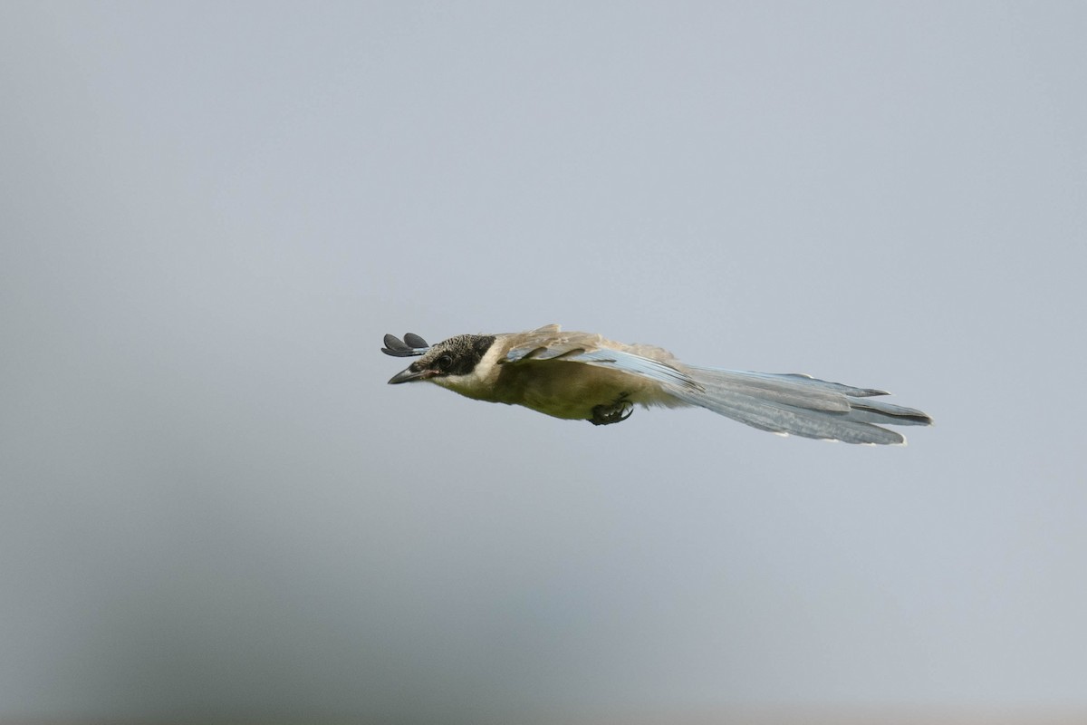 Azure-winged Magpie - ML643334608