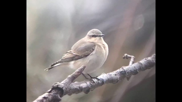 ハシグロヒタキ - ML643334648