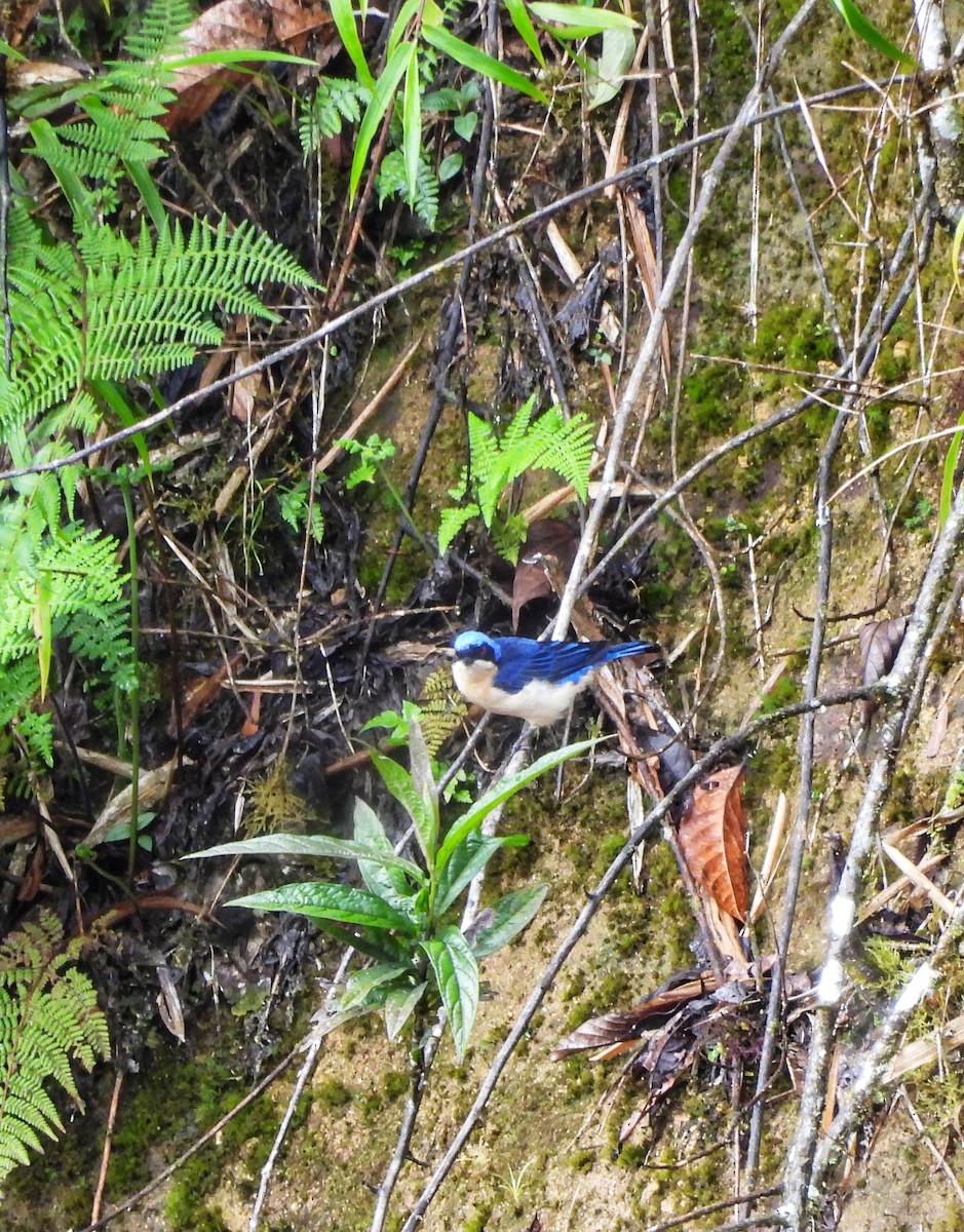 Fawn-breasted Tanager - ML643334659
