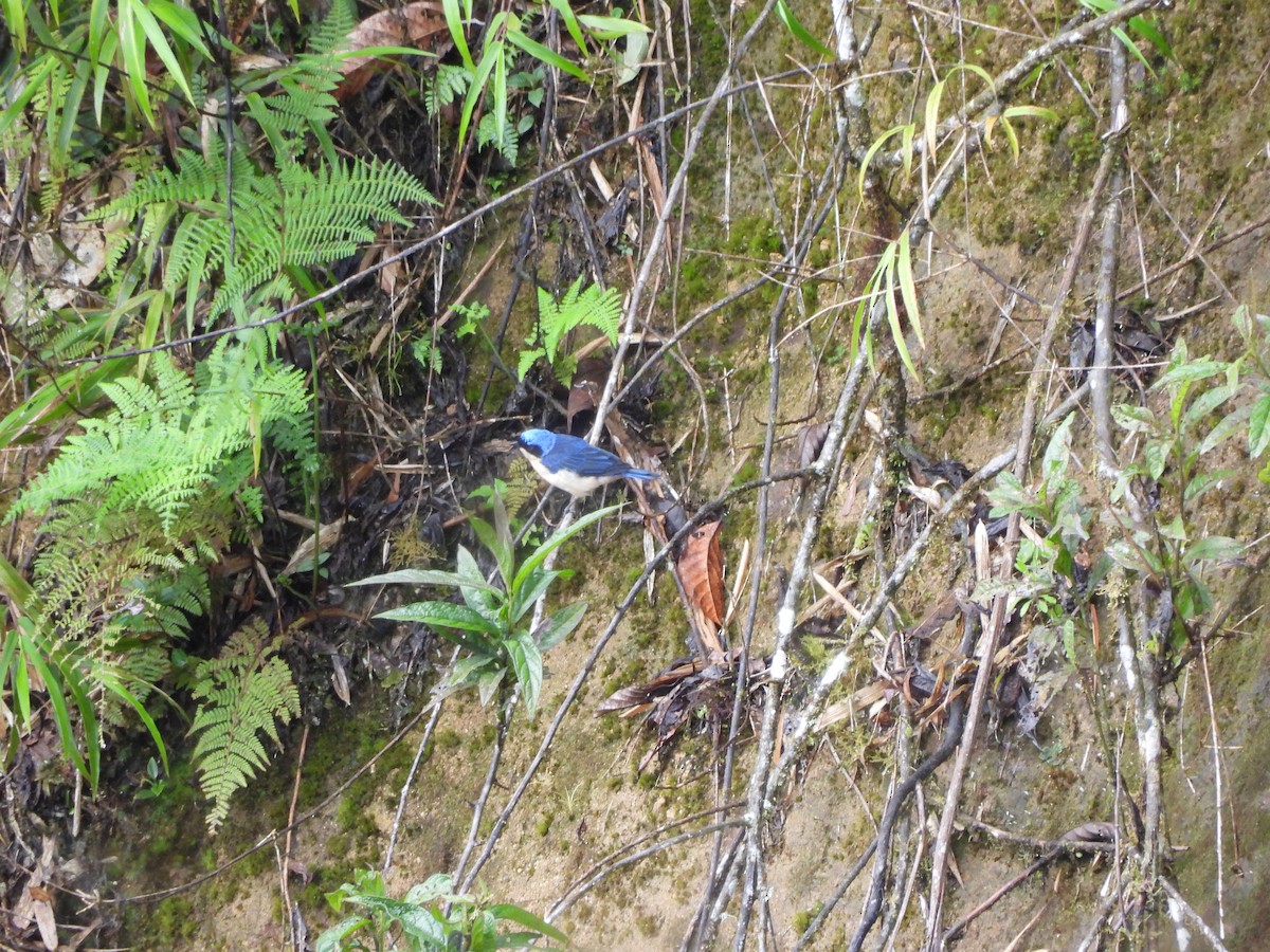 Fawn-breasted Tanager - ML643334660