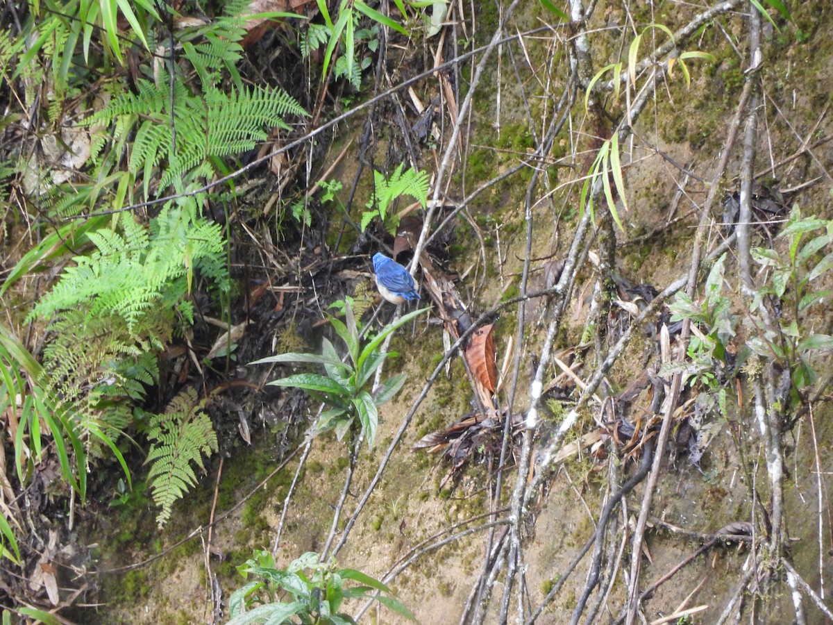 Fawn-breasted Tanager - ML643334661