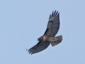 アカオノスリ（calurus／alascensis） - ML643334670