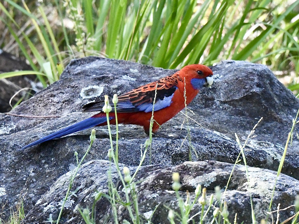 Rosella cremisi - ML643334674