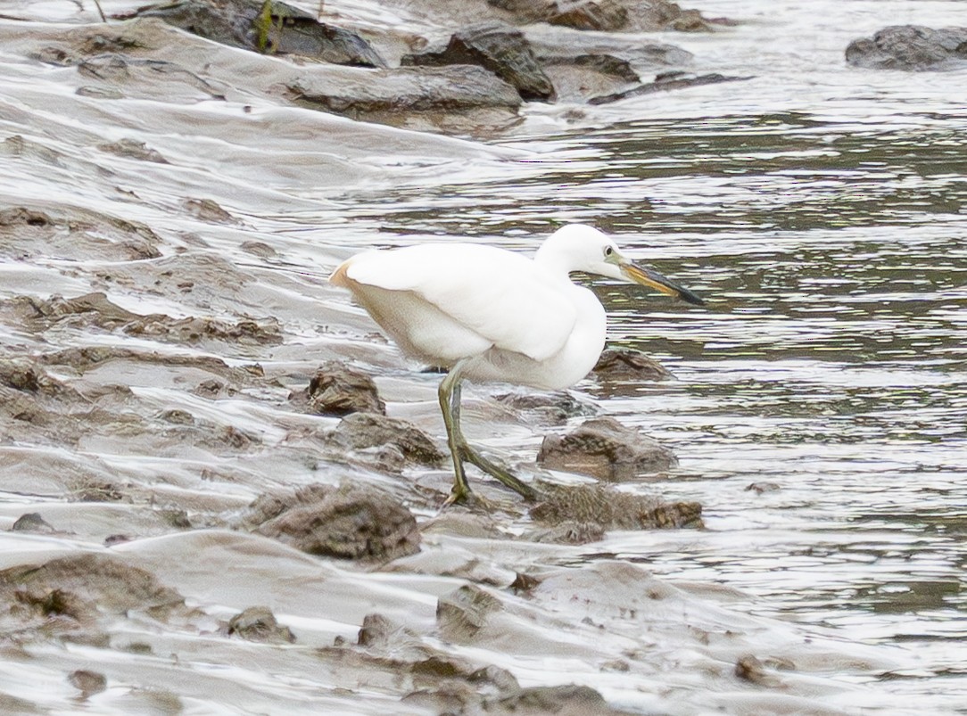 Chinese Egret - ML643334691