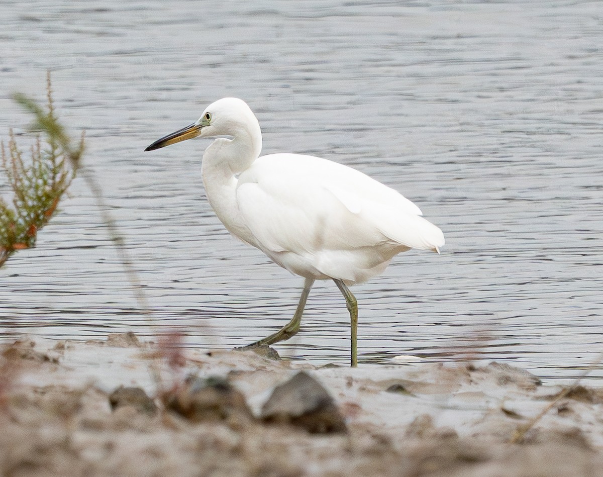 Chinese Egret - ML643334692
