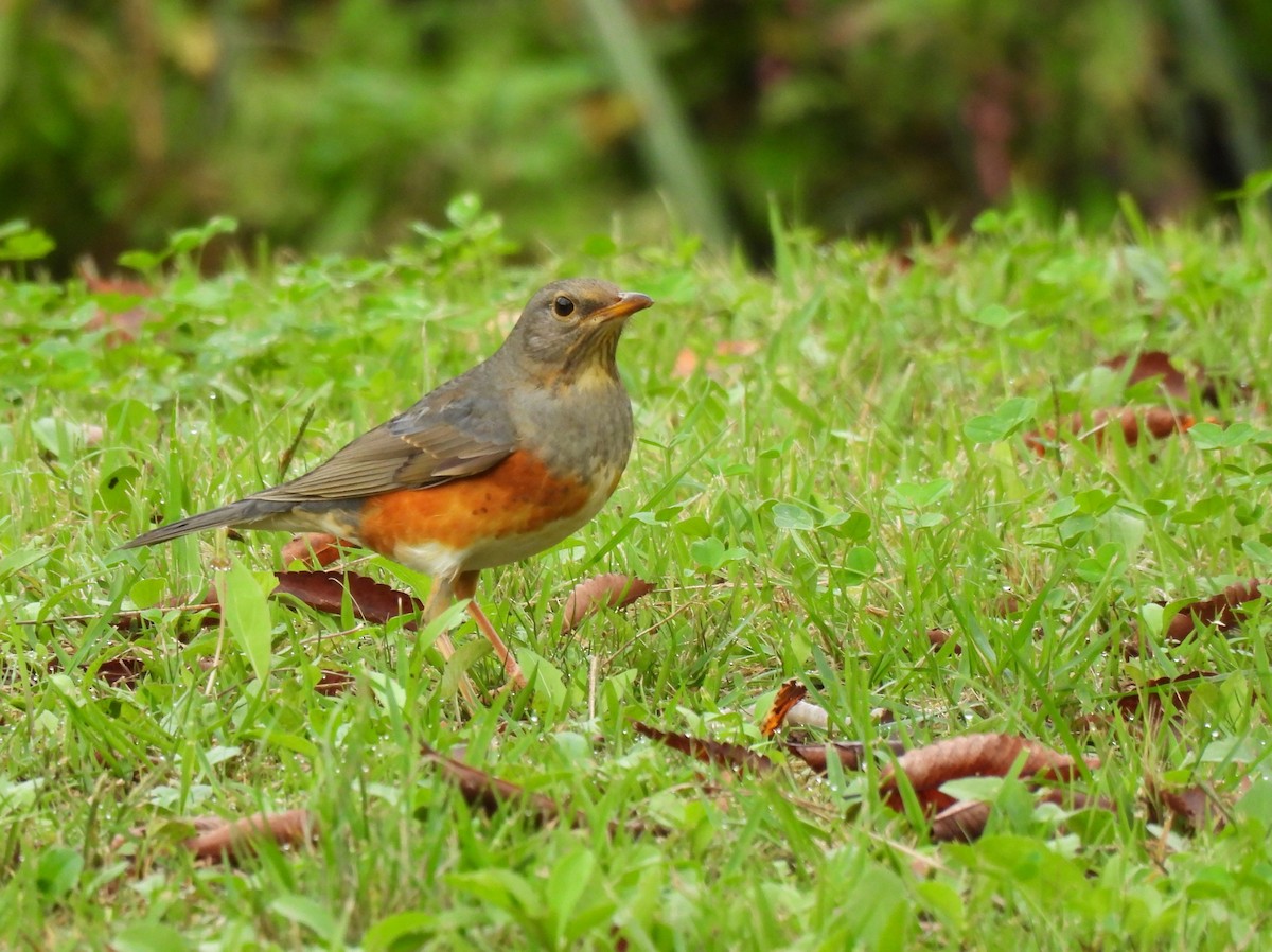 Gray-backed Thrush - ML643334709