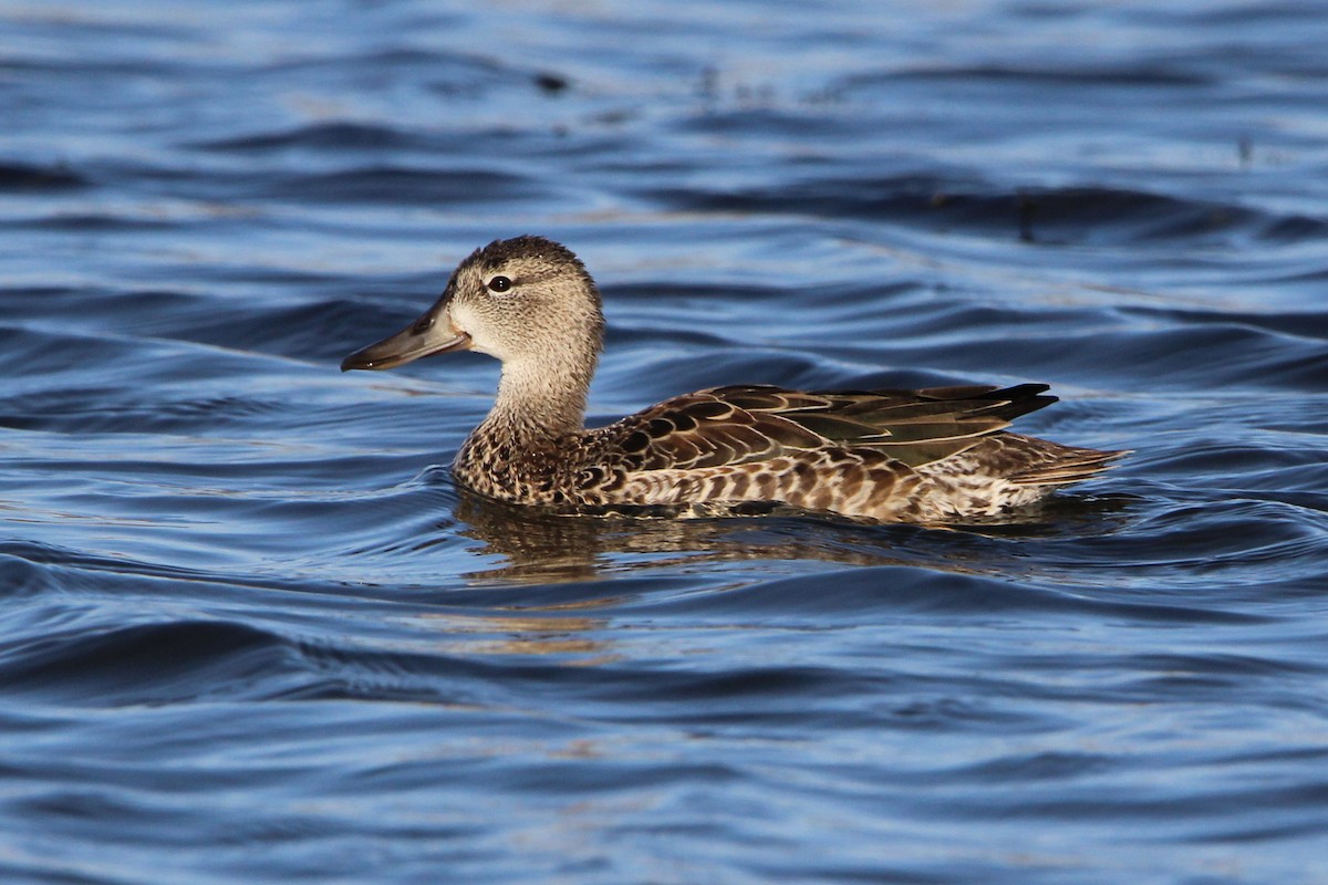Blue-winged Teal - ML643334710