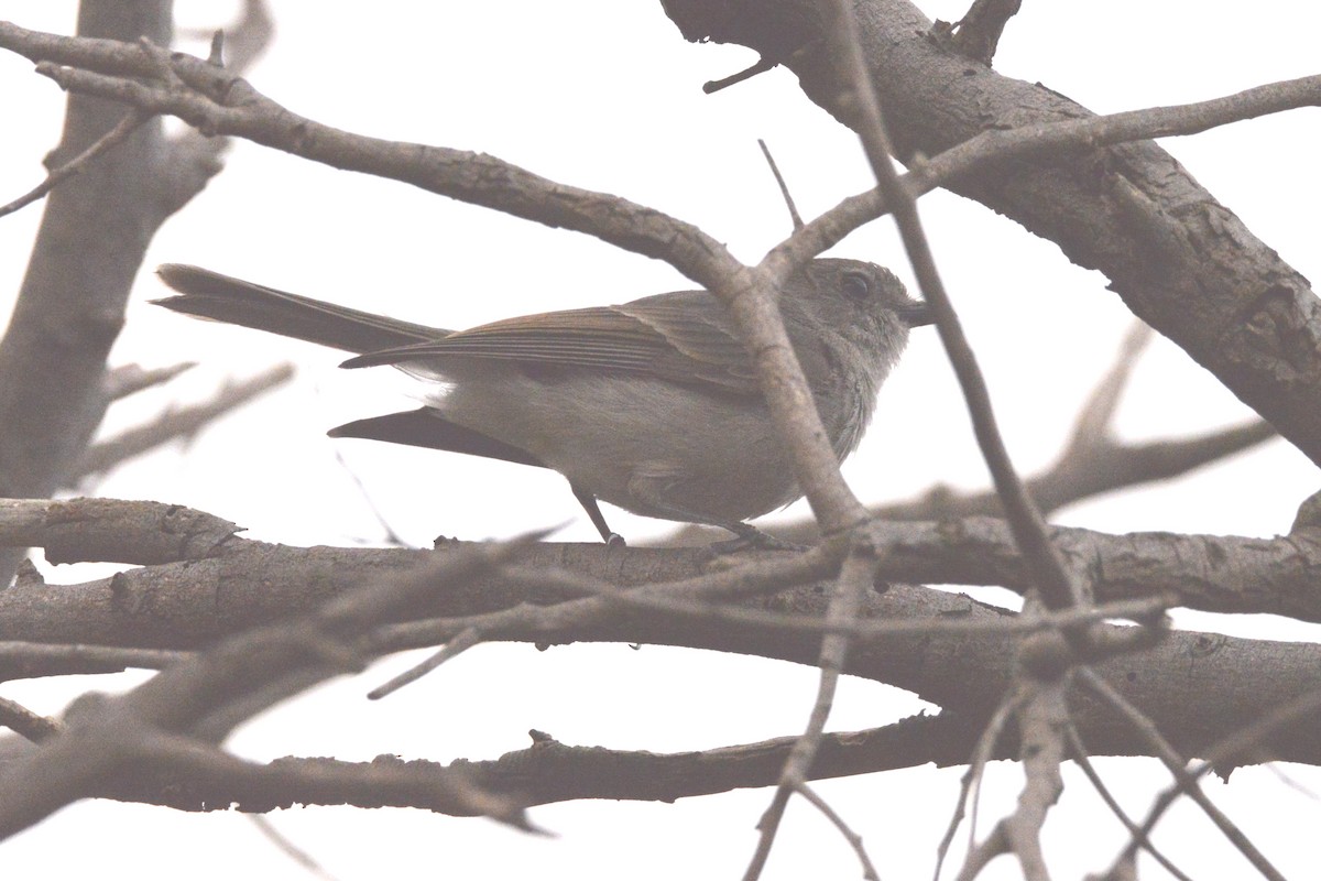 Golden Whistler - ML643334711