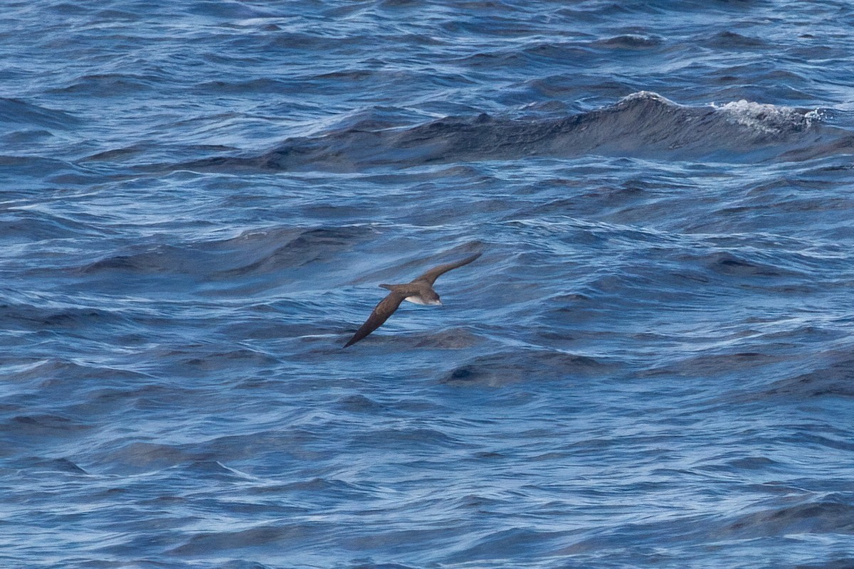 Pink-footed Shearwater - ML643334715