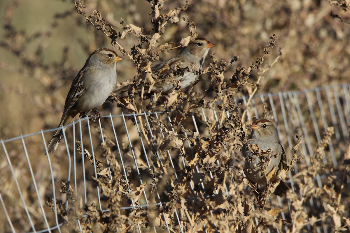 White-crowned Sparrow - ML643334716