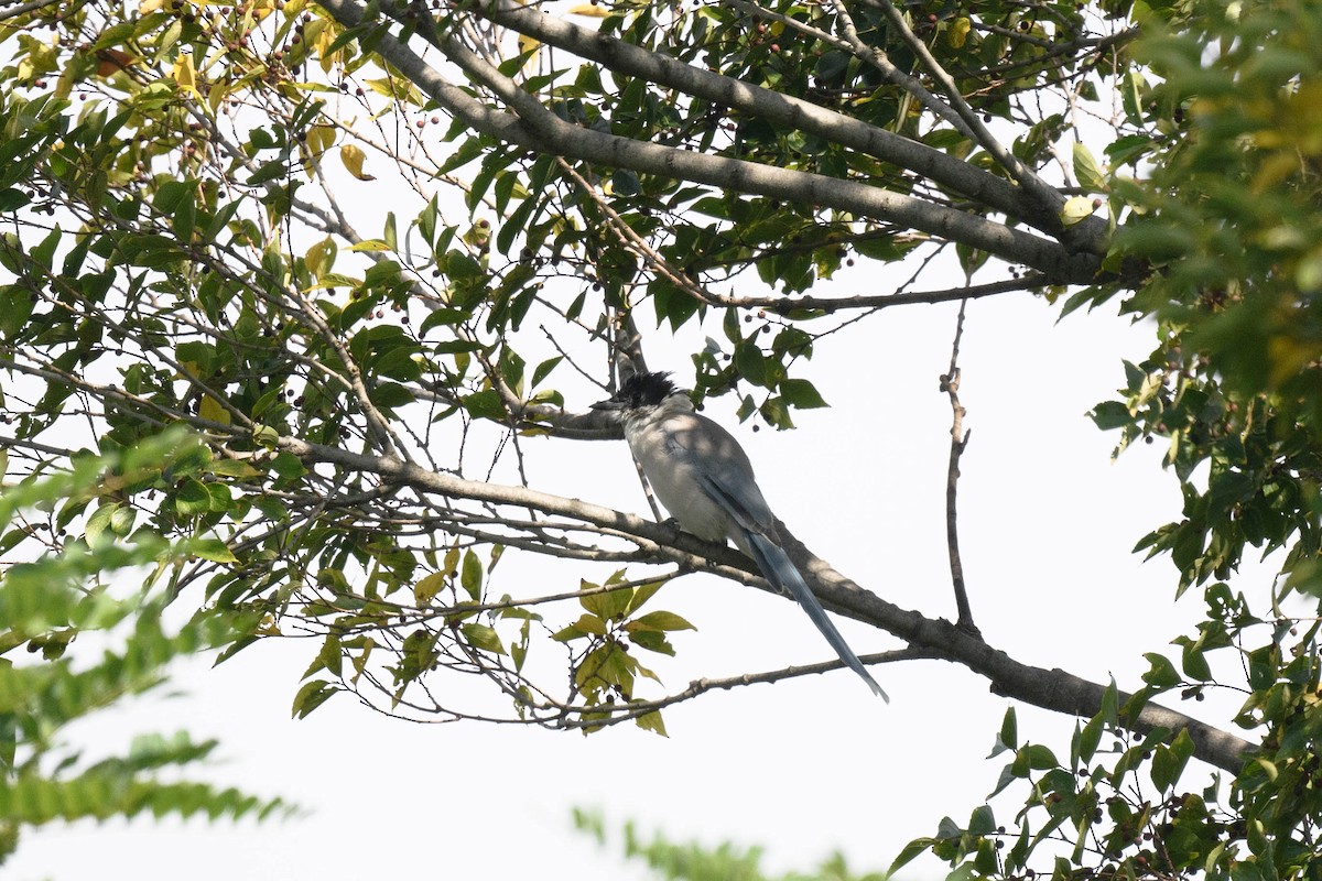 Azure-winged Magpie - ML643334717