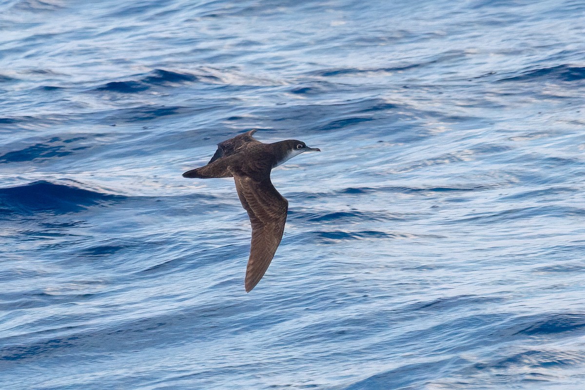 Galapagos Shearwater - ML643334718
