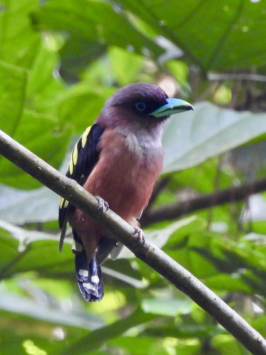 Banded Broadbill - ML643334760