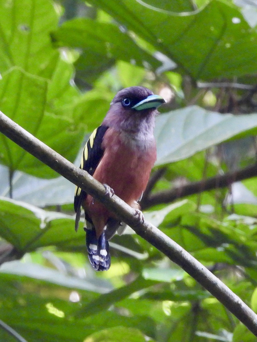 Banded Broadbill - ML643334761