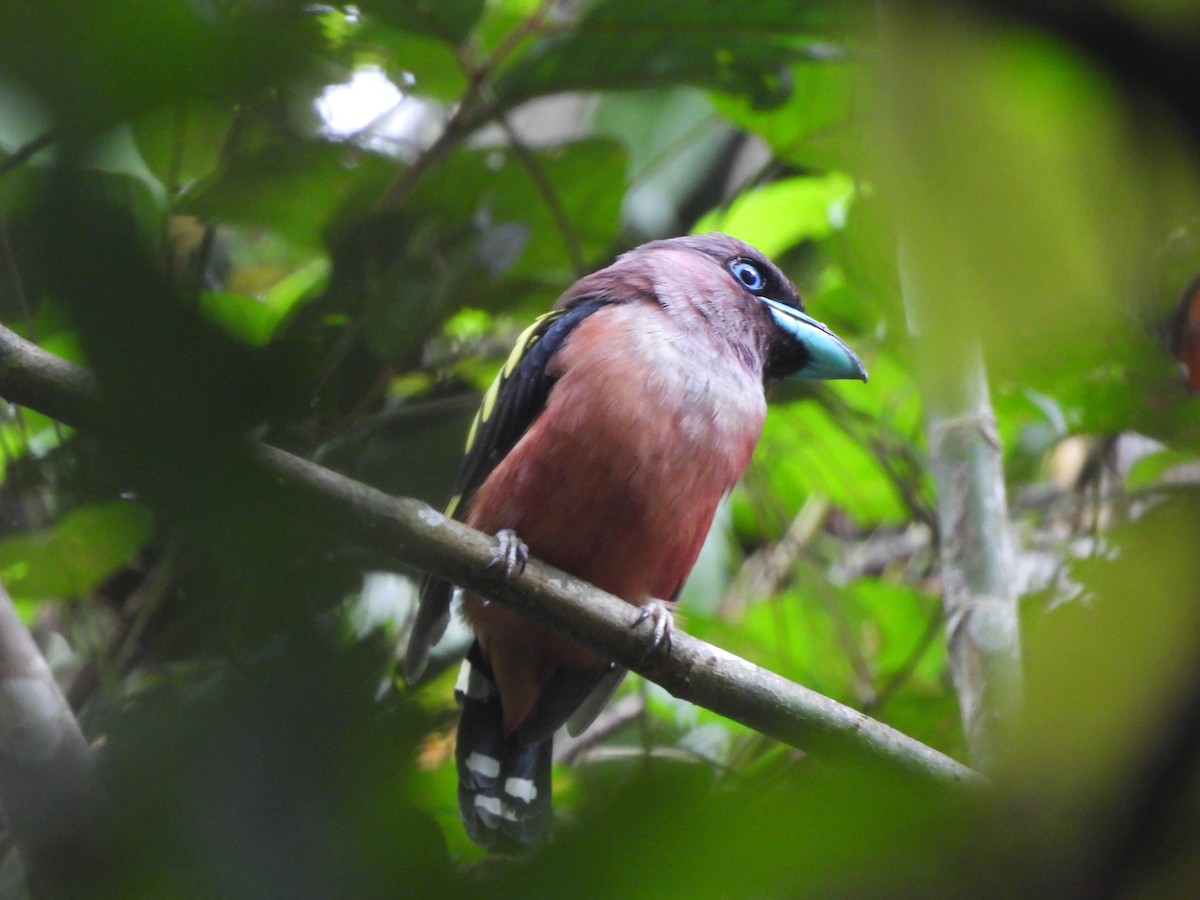 Banded Broadbill - ML643334762