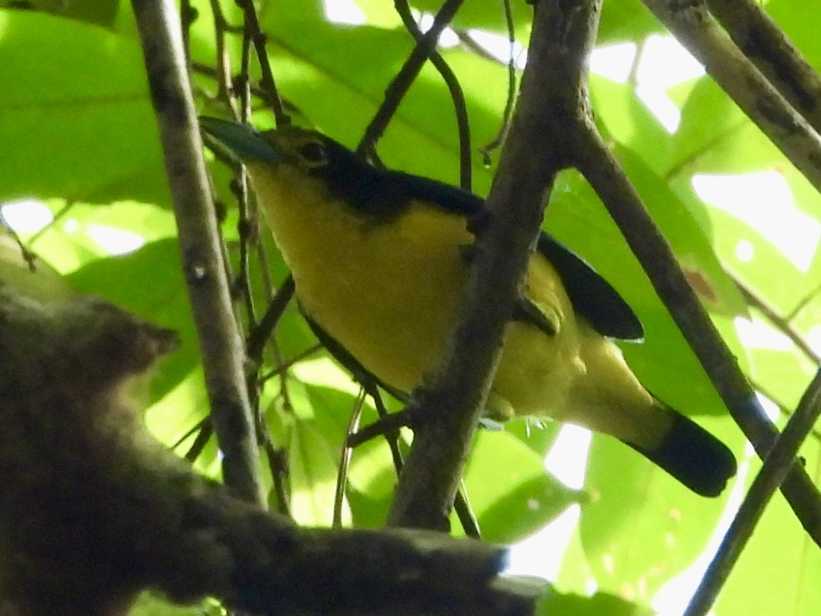 Iora de Lafresnaye - ML643334776