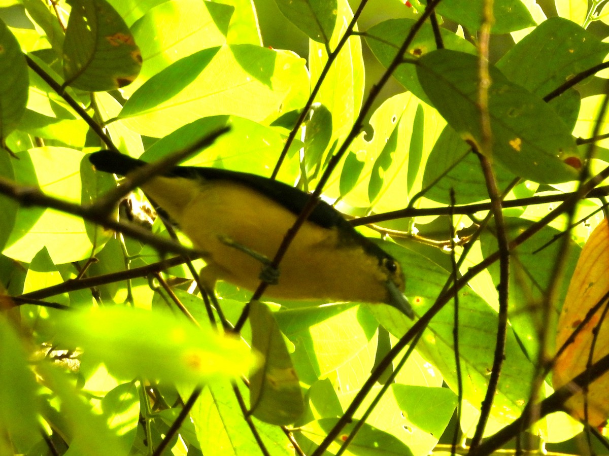 Iora de Lafresnaye - ML643334777