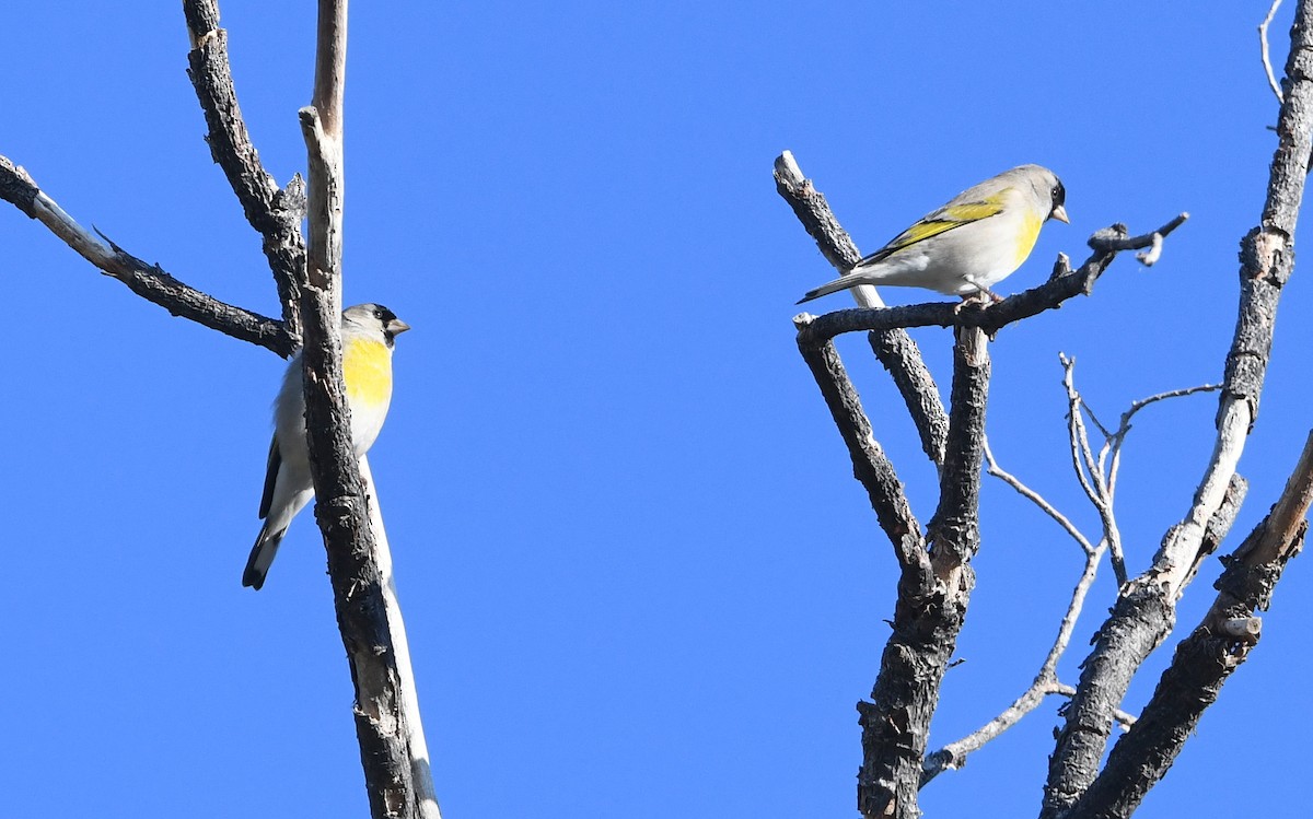 Lawrence's Goldfinch - ML643334790