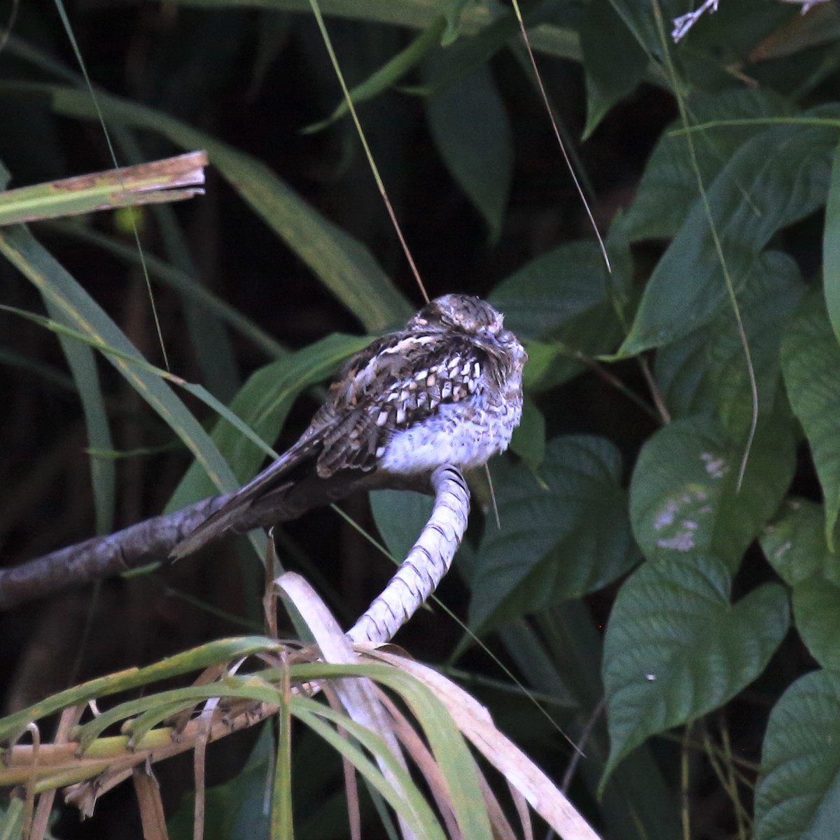 Ladder-tailed Nightjar - ML643334794