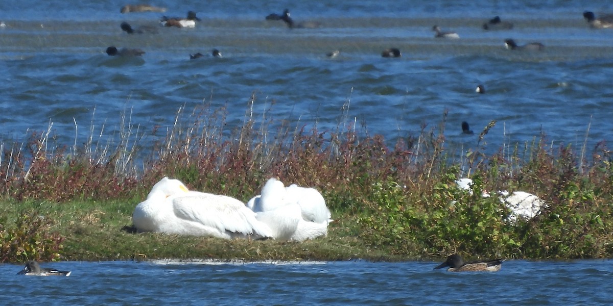 American White Pelican - ML643334806