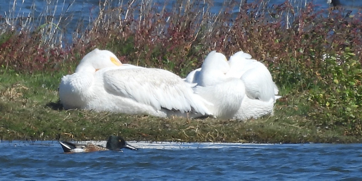 American White Pelican - ML643334807