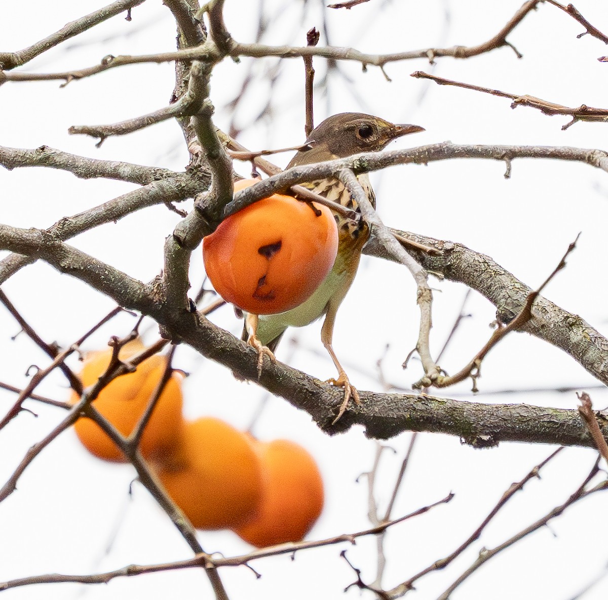 Gray-backed Thrush - ML643334811