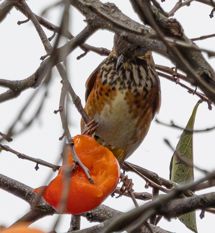 Gray-backed Thrush - ML643334812