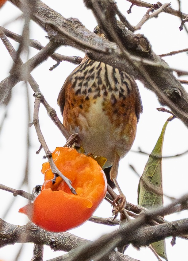 Gray-backed Thrush - ML643334813