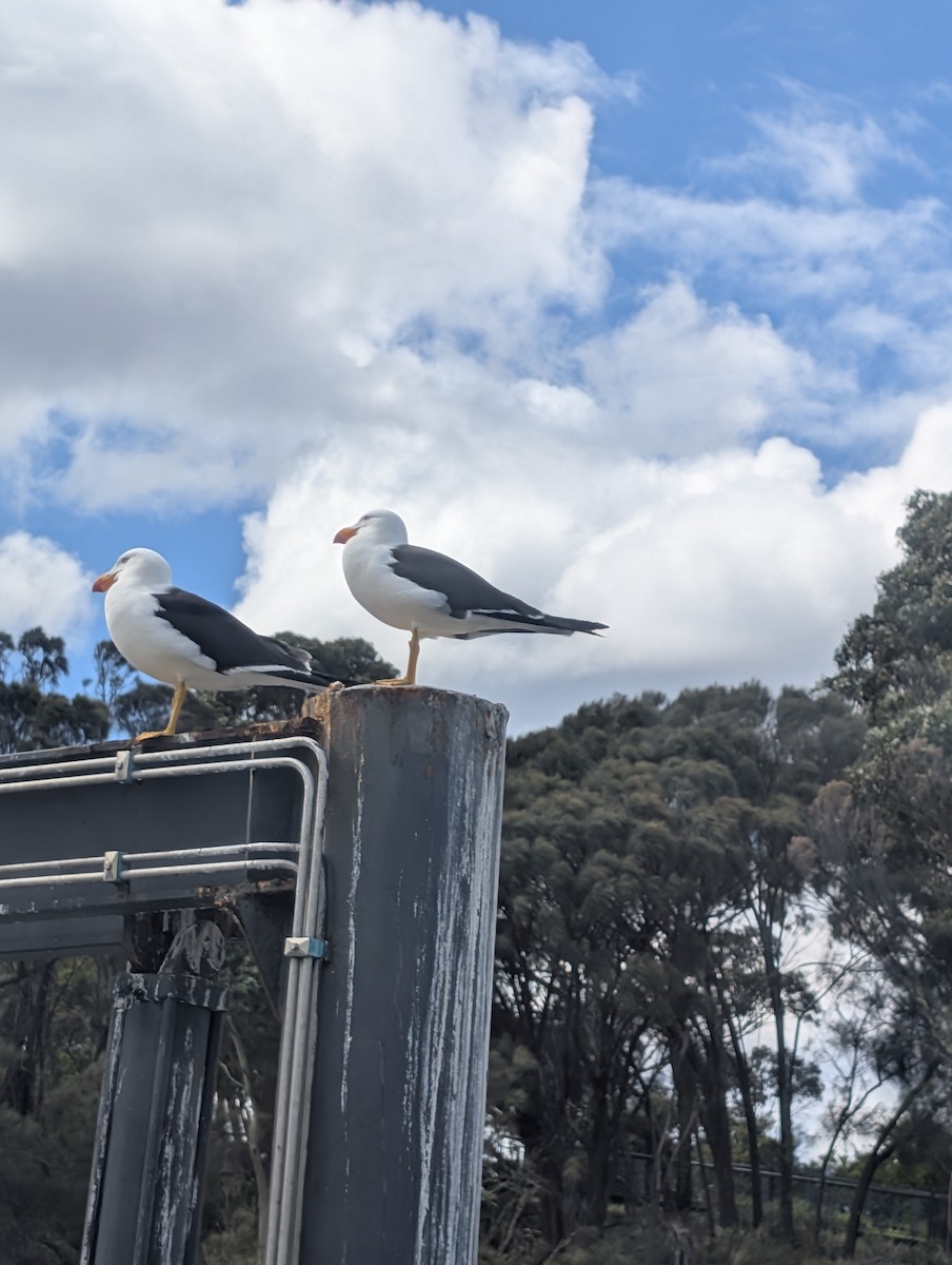 Pacific Gull - ML643334822