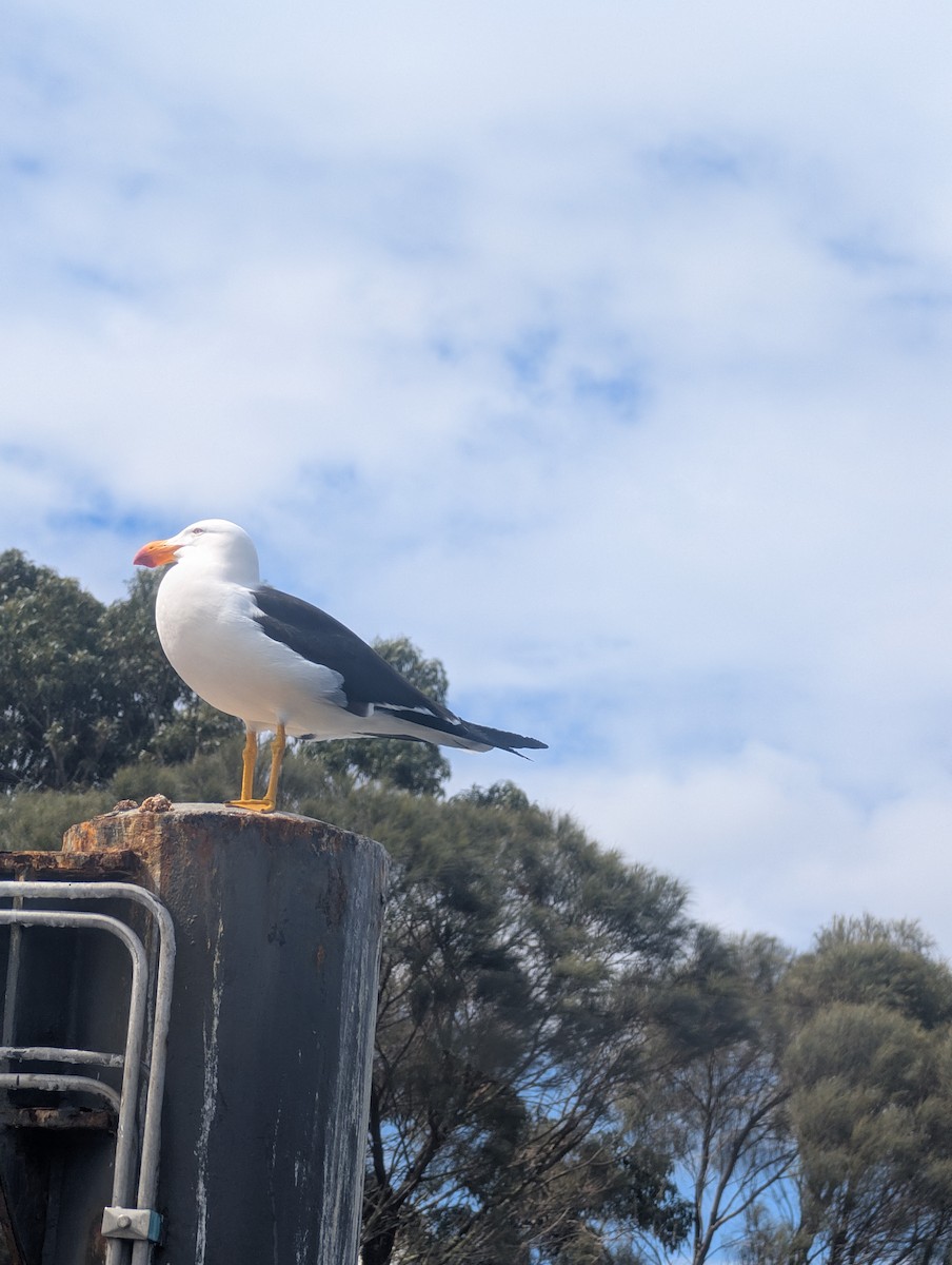 Pacific Gull - ML643334823