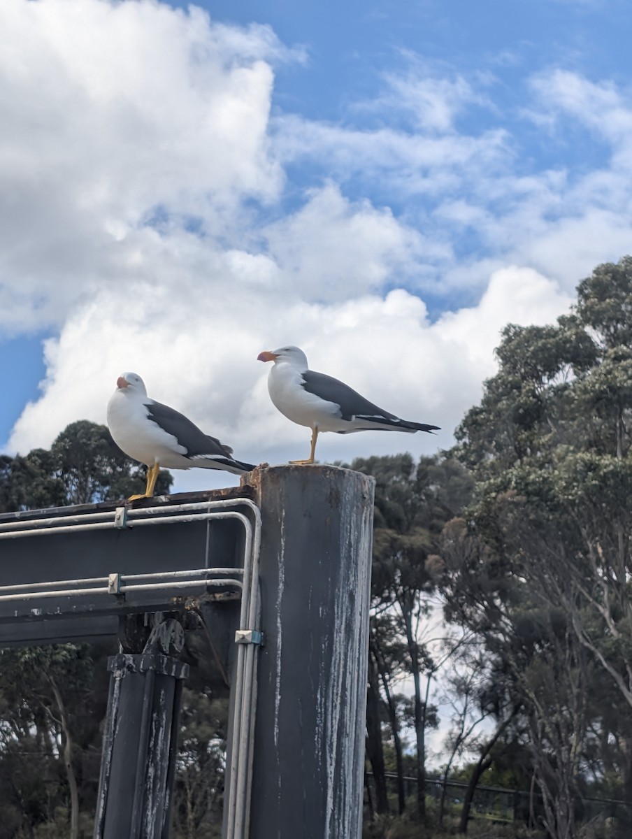 Pacific Gull - ML643334824