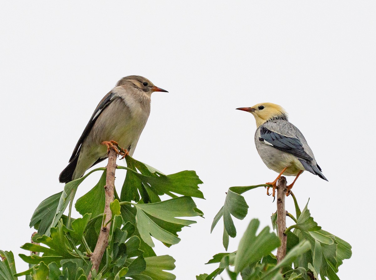 Étourneau soyeux - ML643334833