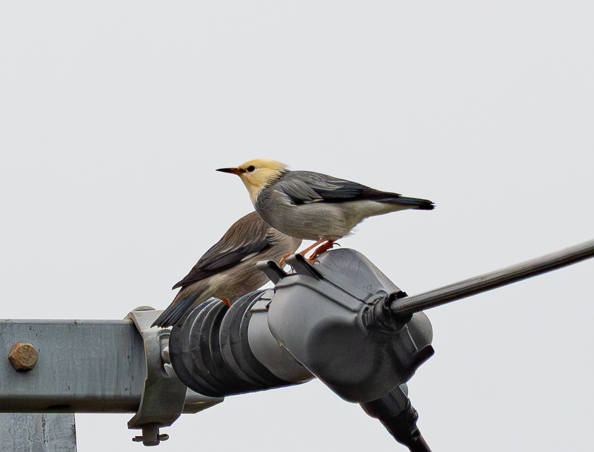 Étourneau soyeux - ML643334834