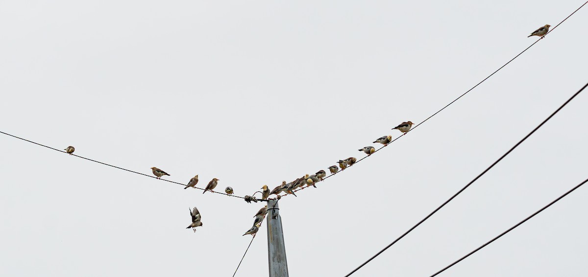 Étourneau soyeux - ML643334835