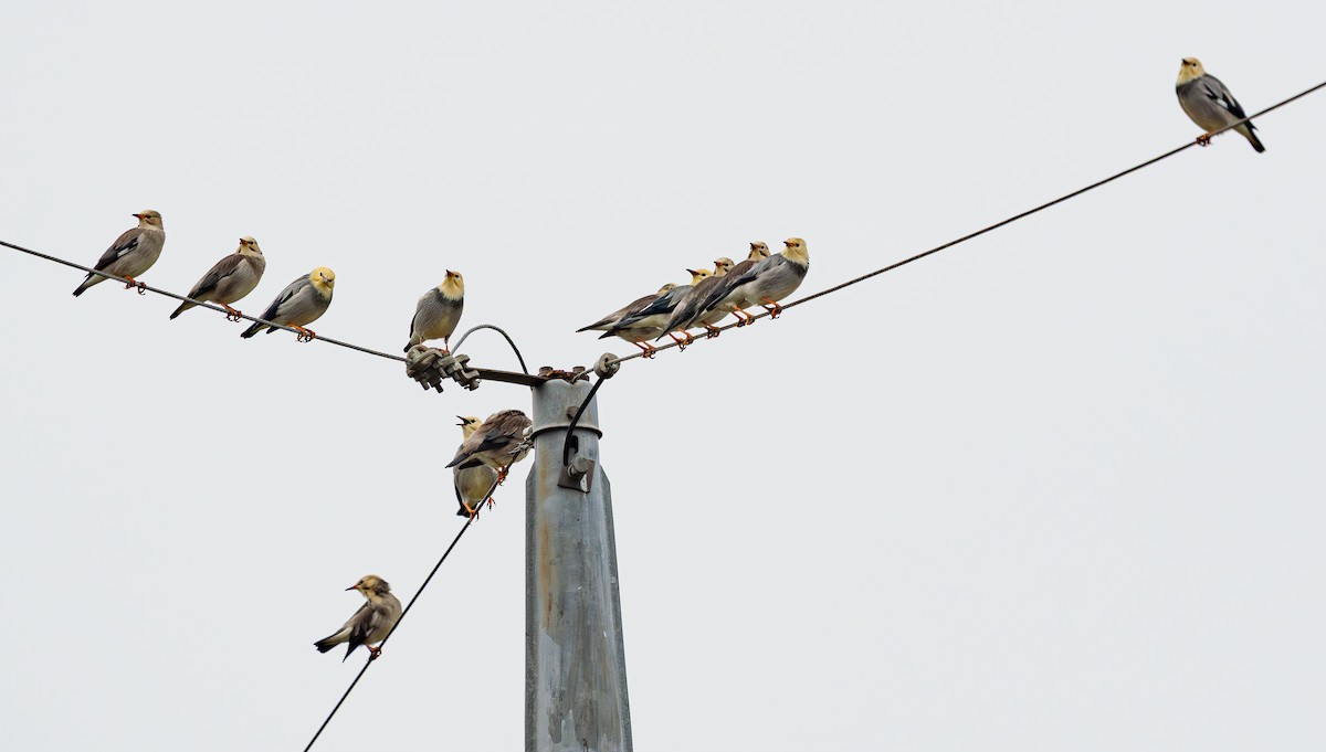 Étourneau soyeux - ML643334836