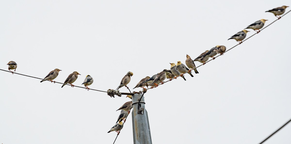 Étourneau soyeux - ML643334837