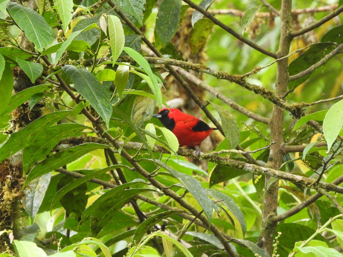 Vermilion Tanager - ML643334852