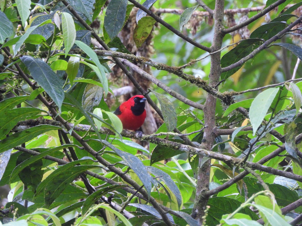 Vermilion Tanager - ML643334853