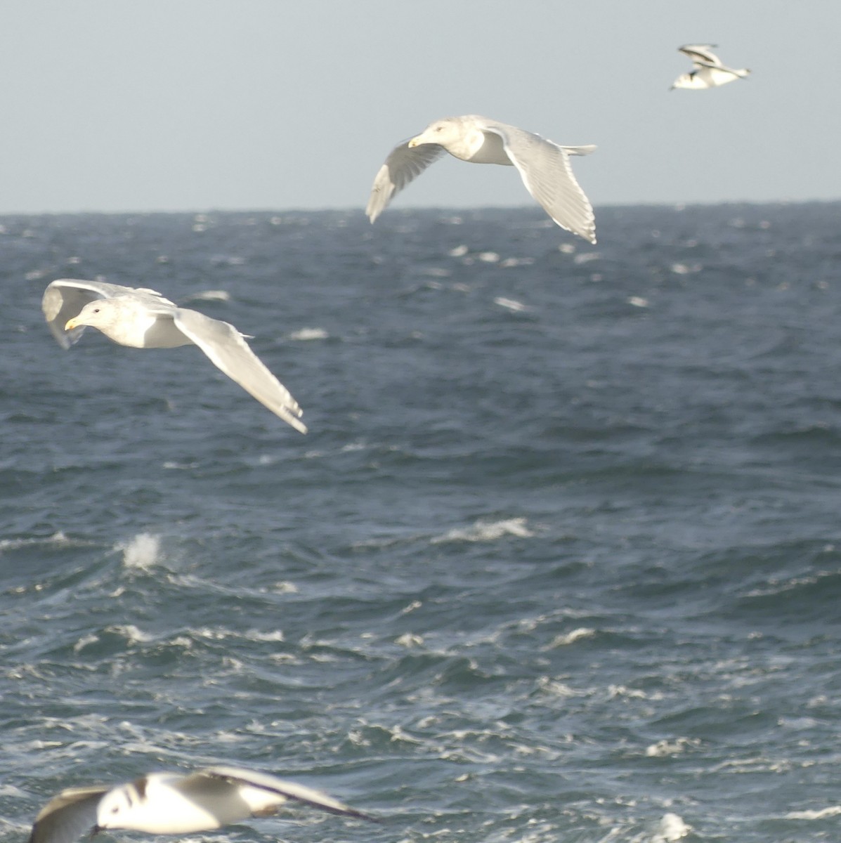 Black-legged Kittiwake - ML643334858