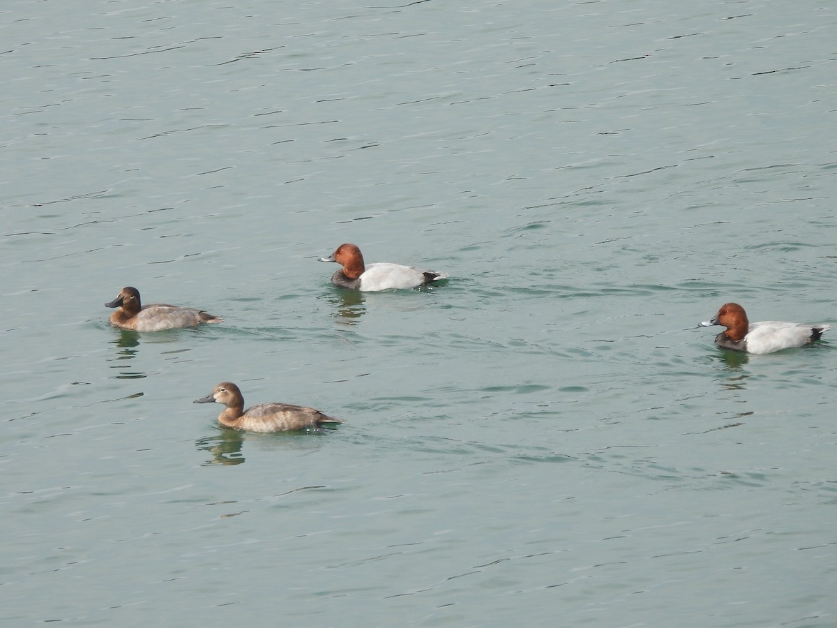 Common Pochard - ML643334877