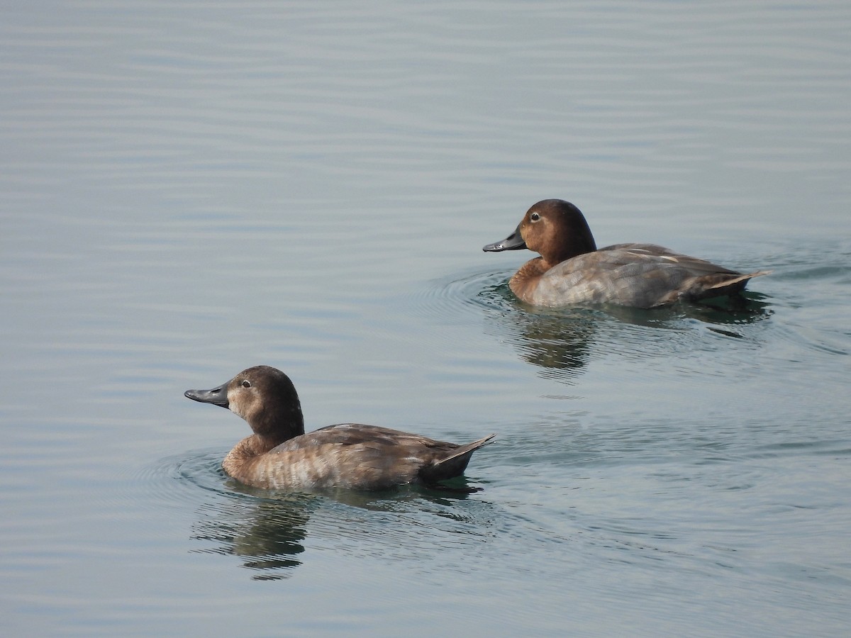 Common Pochard - ML643334880