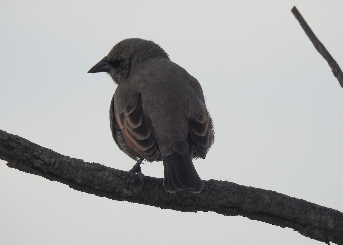 Grayish Baywing - ML643334892