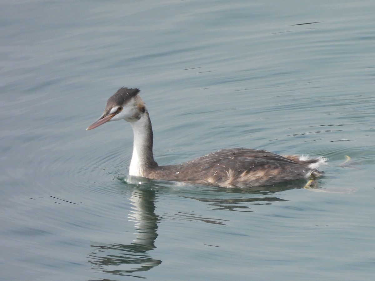 Great Crested Grebe - ML643334894