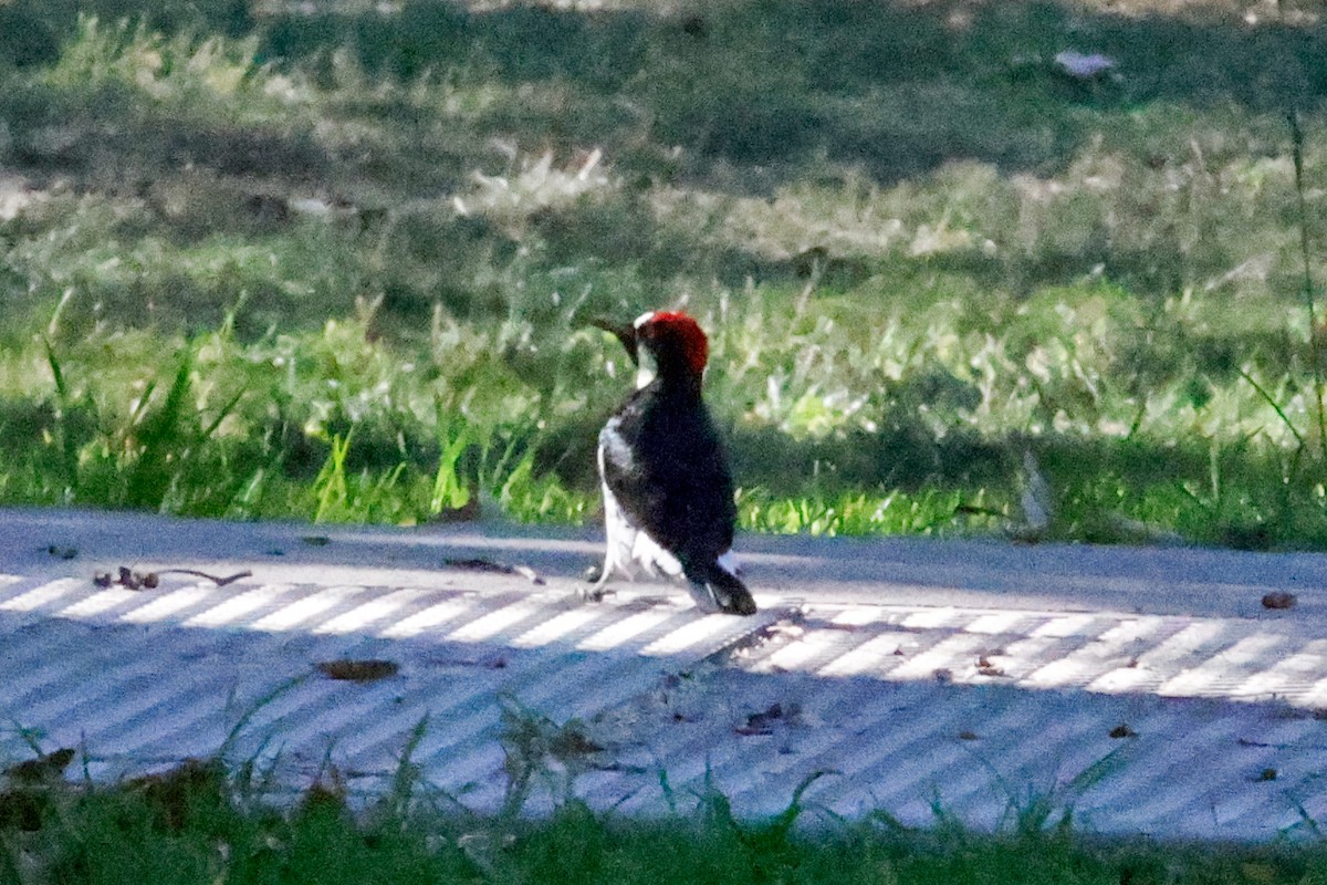 Acorn Woodpecker - ML643334903