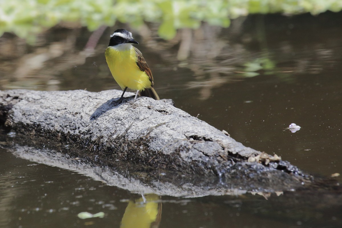 Lesser Kiskadee - ML643334917